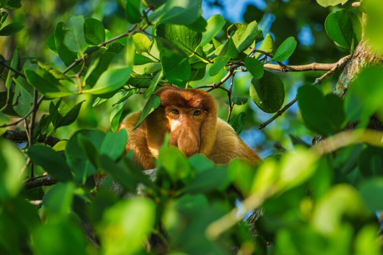 Climate Impact Partners Unveils High-Quality Carbon Credits from Sabah Rainforest in Malaysia