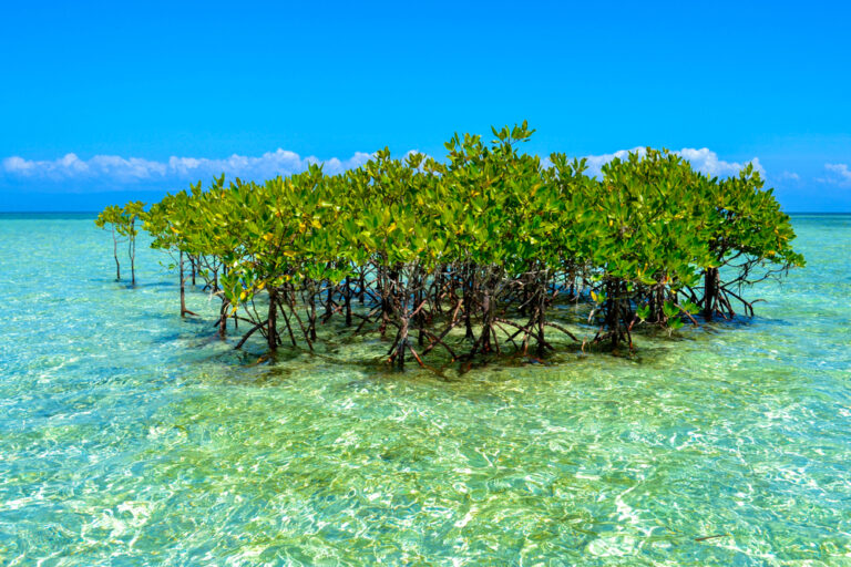 Philippines Taps Blue Carbon and Biodiversity Credits to Protect Coasts and Climate