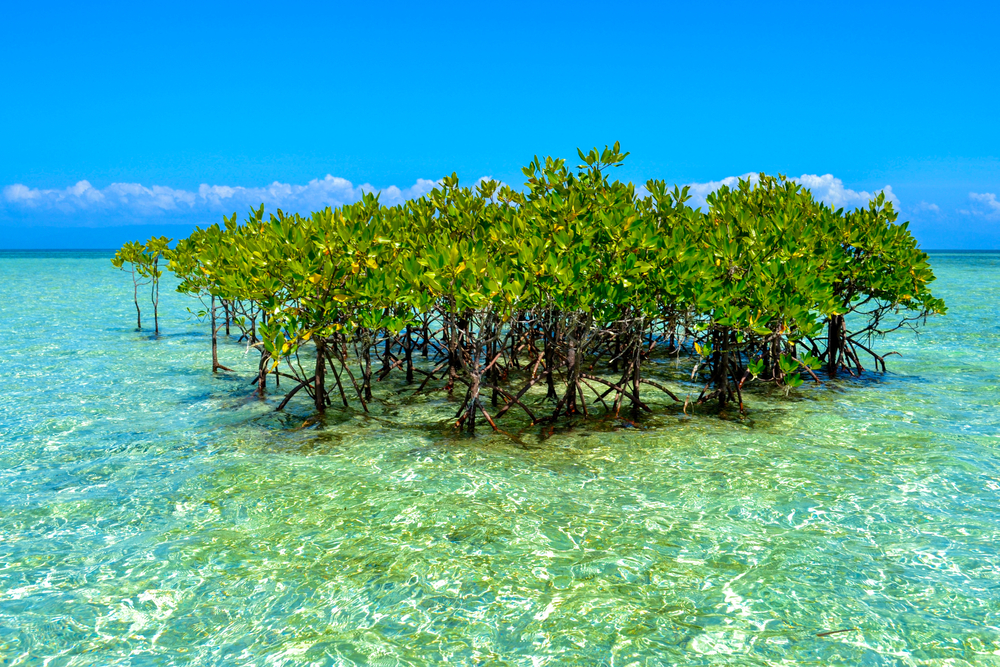 菲律賓運用藍碳與生物多樣性信用保護海岸與氣候 (Philippines Taps Blue Carbon and Biodiversity Credits to Protect Coasts and Climate)