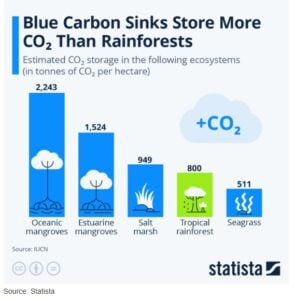blue carbon mangrove