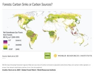 forest carbon emission