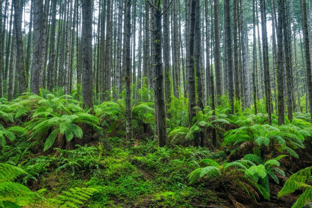 Australia’s Forest Carbon Fight: Greens Split as Senate Backs Forest Credits